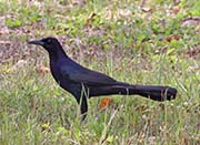 Picture/image of Great-tailed Grackle