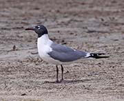 Picture/image of Laughing Gull