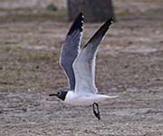 Picture/image of Laughing Gull