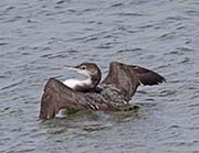 Picture/image of Common Loon