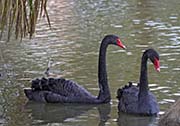 Picture/image of Black Swan