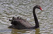 Picture/image of Black Swan