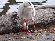 Picture/image of White Ibis