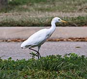Picture/image of Cattle Egret