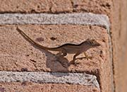 Picture/image of New Orleans Area