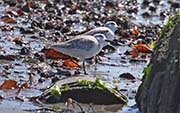 Picture/image of Sanderling