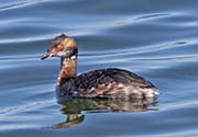 Picture/image of Horned Grebe