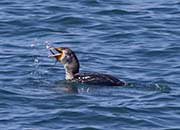 Picture/image of Double-crested Cormorant