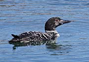 Picture/image of Common Loon
