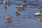 Picture/image of Least Sandpiper
