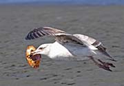 Picture/image of Herring Gull