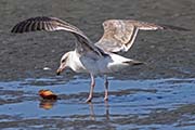 Picture/image of Herring Gull
