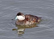 Picture/image of Ruddy Duck