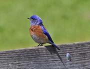 Picture/image of Western Bluebird