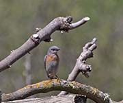Picture/image of Western Bluebird