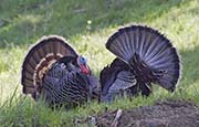 Picture/image of Wild Turkey