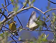 Picture/image of Lesser Goldfinch
