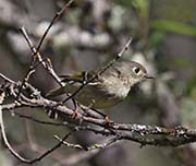 Picture/image of Ruby-crowned Kinglet