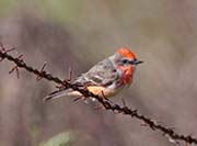 Picture/image of Vermilion Flycatcher