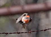 Picture/image of Vermilion Flycatcher
