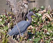 Picture/image of Little Blue Heron