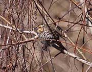 Picture/image of Red-winged Blackbird