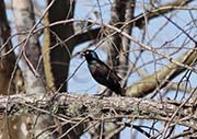 Picture/image of Common Grackle
