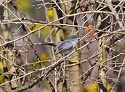Picture/image of Blue-gray Gnatcatcher
