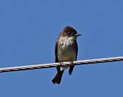 Picture/image of Eastern Phoebe