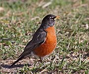 Picture/image of American Robin