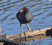 Picture/image of Common Gallinule