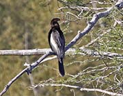 Picture/image of Anhinga