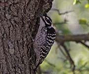 Picture/image of Nuttall's Woodpecker