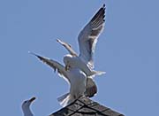 Picture/image of Western Gull