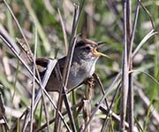Picture/image of Marsh Wren