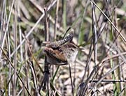 Picture/image of Marsh Wren