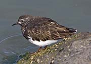 Picture/image of Black Turnstone