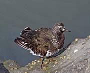Picture/image of Black Turnstone