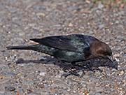 Picture/image of Brown-headed Cowbird