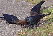 Picture/image of Brown-headed Cowbird
