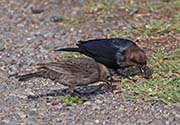 Picture/image of Brown-headed Cowbird