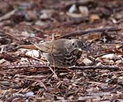 Picture/image of Hermit Thrush