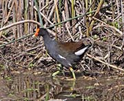 Picture/image of Common Gallinule