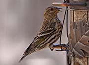 Picture/image of Pine Siskin