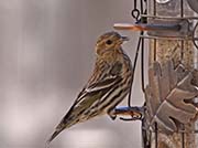 Picture/image of Pine Siskin