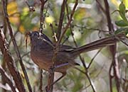Picture/image of Wrentit