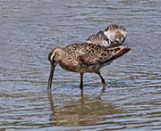 Picture/image of Short-billed Dowitcher