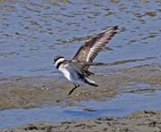 Picture/image of Semipalmated Plover