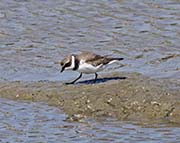 Picture/image of Semipalmated Plover