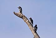 Picture/image of Acorn Woodpecker